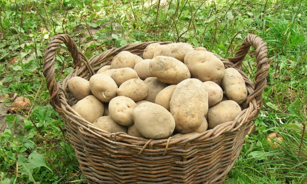 Чем заменить картофель в разных блюдах: 5 доступных и вкусных альтернатив